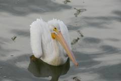 2009-11-27_14h43m50s